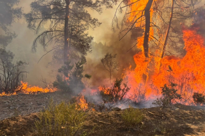 O ilde ormanlara giriş yasak!