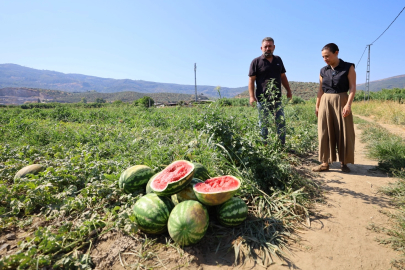 Efes Selçuk’ta karpuz tarlasında umut filizlendi! Üretici çaresiz, belediye destekte