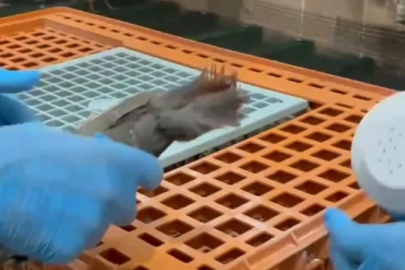 Keklikler doğaya salınıyor