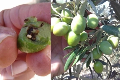 Bursa Mudanya'da zeytin üreticilerine takoz uyarısı