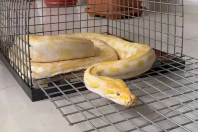 AVM'de sergilenen pitona el konuldu!