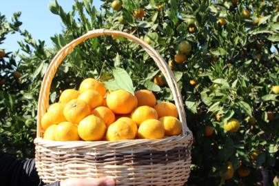 Tarım ürünleri üretici fiyatları yıllık yüzde 40,1 arttı... Aylıkta en yüksek artış turunçgillerde